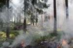Un feu de forêt commence à prendre au milieu des pins et des mousses
